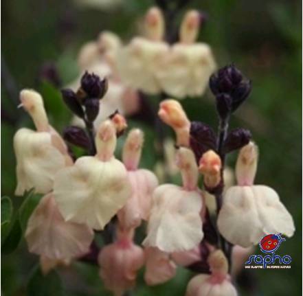 Salvia jamensis MELEN cov