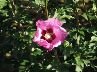 Hibiscus syriacus Pink Giant® 'flogi' at plandorex.com