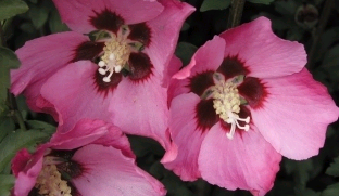 Hibiscus syriacus Pink Giant® 'flogi' at plandorex.com