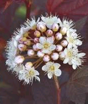 Physocarpus opulifolius Diable d'or® 'mindia' at plandorex.com