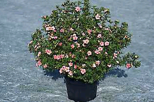 Potentilla Fructicosa Lovely Pink® 'pink beauty' at plandorex.com