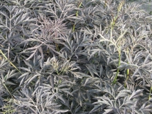 SAMBUCUS nigra Black Lace ® eva at plandorex.com